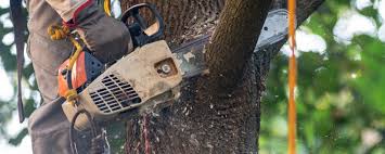 Best Organic Lawn Care Solutions  in Nicholls, GA