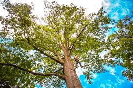 Best Leaf Removal  in Nicholls, GA