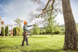 Best Root Management and Removal  in Nicholls, GA