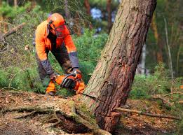Lawn Pest Prevention in Nicholls, GA