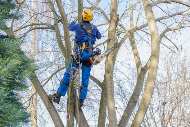 Reliable Nicholls, GA Tree Services Solutions