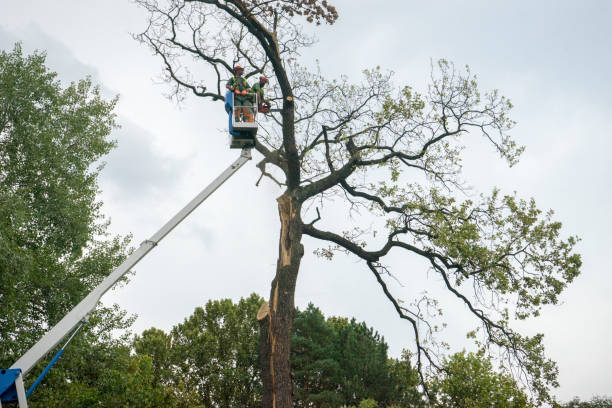 How Our Tree Care Process Works  in  Nicholls, GA