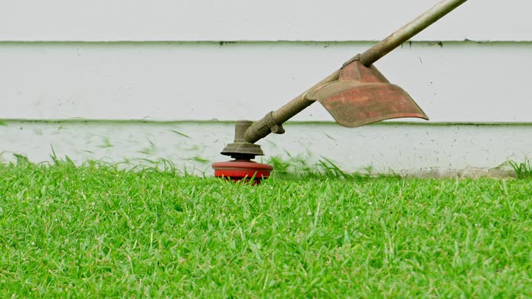 Best Lawn Renovation and Restoration  in Nicholls, GA